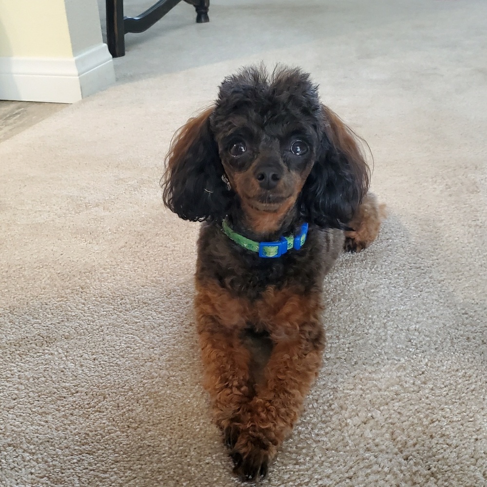 Meet your Posher, D.